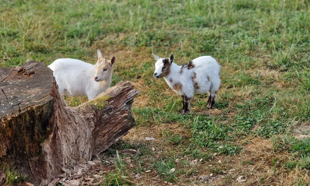 Gite au gré des saisons - chèvres naines