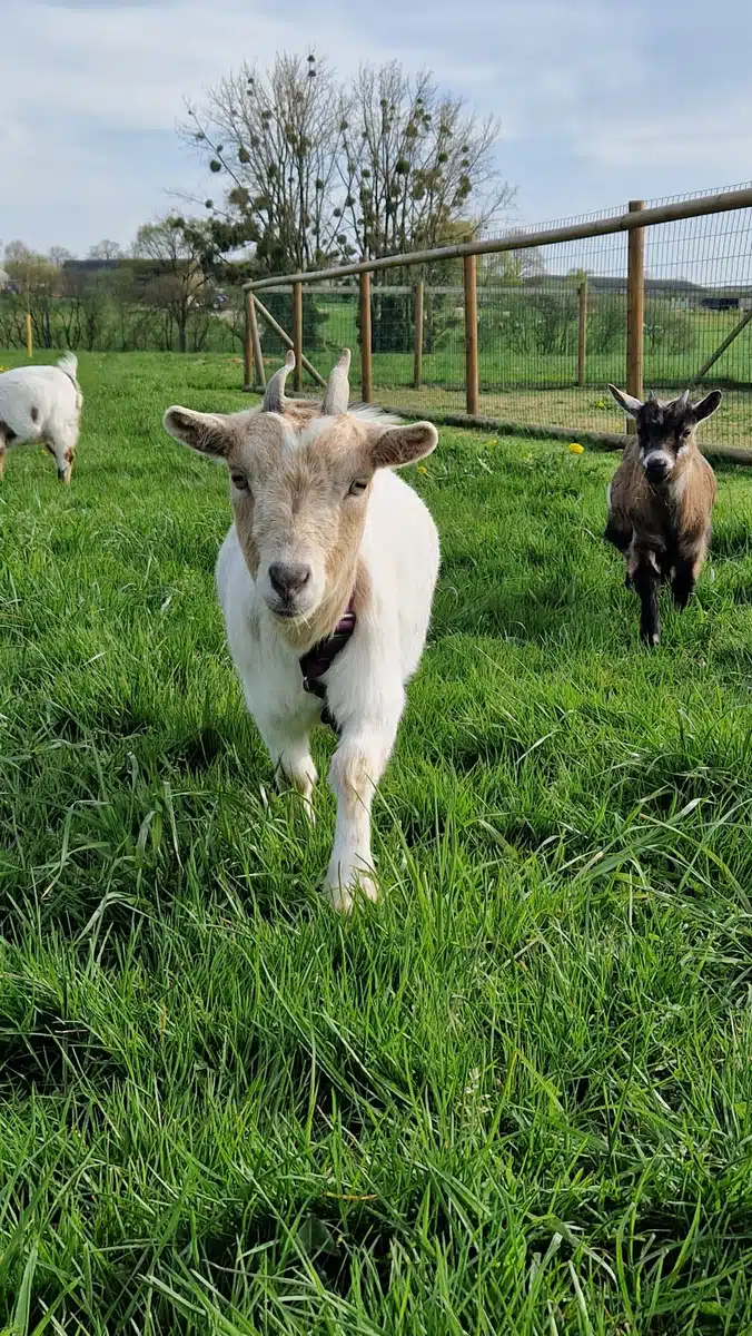 CHEVRES NAINES AU GRE DES SAISONS